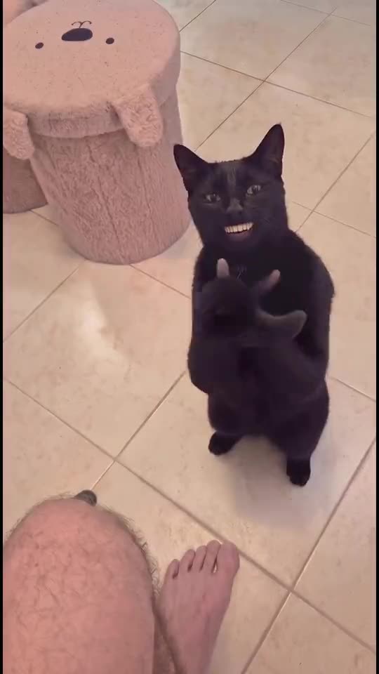Clapping Cat: Make Your Pet Grin and Clap Like the Black Cat — AI meme template preview
