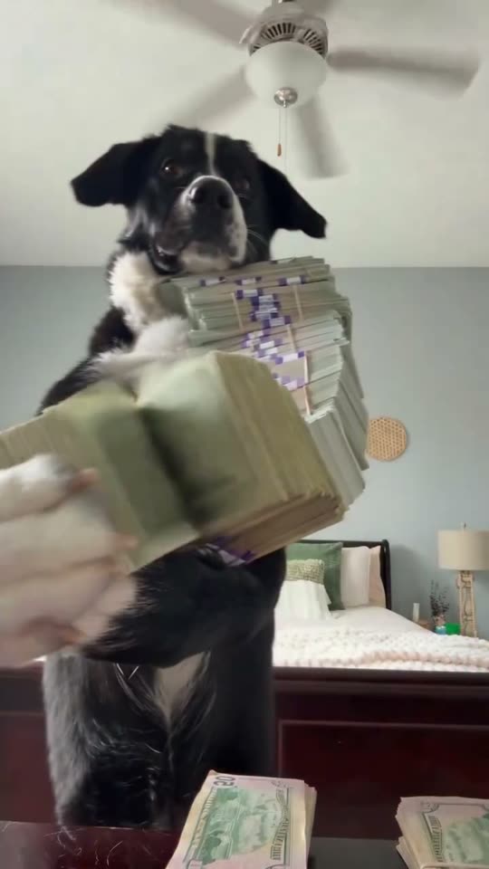 Money Flex AI Trend: You or Your Pet Flex a Pile of Cash — AI meme template preview