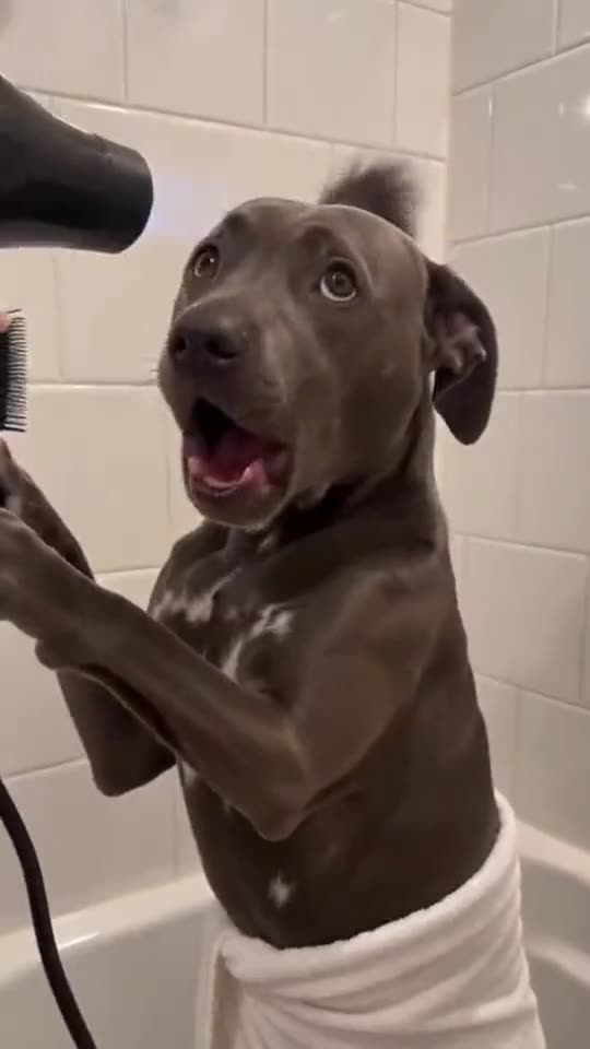 Singing Dog AI Trend: Your Dog Blow-Dries Its Fur and Sings — AI meme template preview