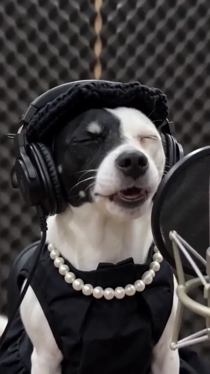Singing Pets AI Video — AI meme template preview