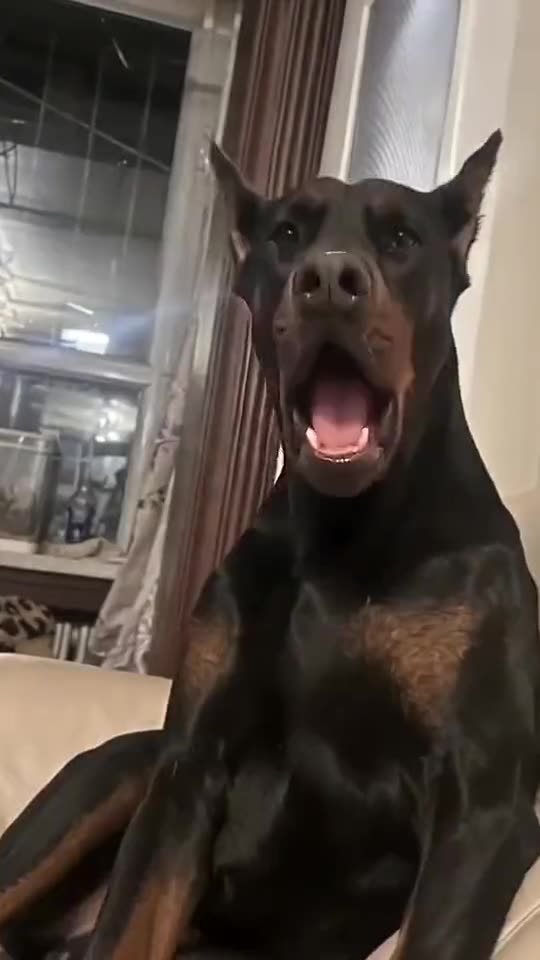 Whining Dog Meme: Make Your Dog Whine Like the Viral Doberman — AI meme template preview